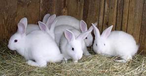 conill ecologi